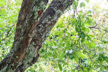 tree with moss on trunk and soft foliage in the forest