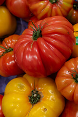red and yellow tomatoes