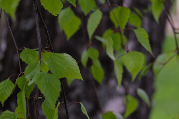 Blurred natural backdrop of birch branches with green leaves hanging in front of tree trunk. Horizontal abstract monochrome background for ecological friendly environmental issues. Copy space.