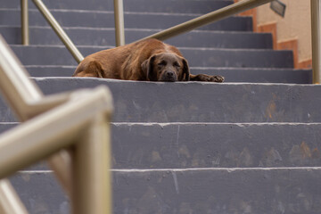Um cachorro marro, abandonado, dormindo no chão de uma escadaria. - obrazy, fototapety, plakaty
