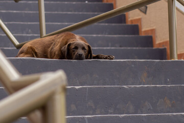Um cachorro marro, abandonado, dormindo no chão de uma escadaria. - obrazy, fototapety, plakaty