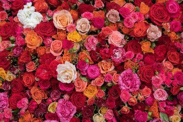 Rose background. Colorful flowers wall background with amazing roses.   Blooming roses festive background, bouquet floral card. Fresh beautiful roses, top view, flat lay. - 626542965