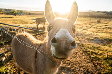 Donkey smile at sunrise on the peach farm near Iluka & Yamba  in NSW Australia