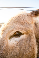 Donkey eye on the peach farm near Iluka & Yamba  in NSW Australia