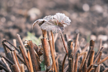 Frost in the morning