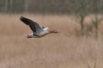 Fliegende Graugans in der Abendsonne	