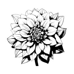 Flower Bud Black and White Linear Drawing Closeup Vector Illustration
