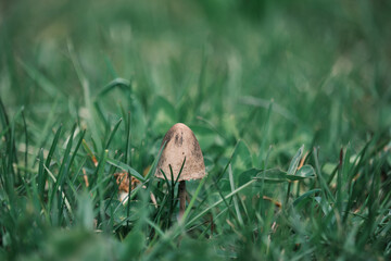 Mushroom in grass