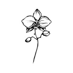 Orchid Flower Bud Black and White Linear Drawing Closeup Vector Illustration