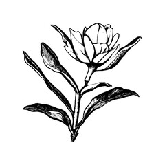 Magnolia Flower Bud Black and White Linear Drawing Closeup Vector Illustration