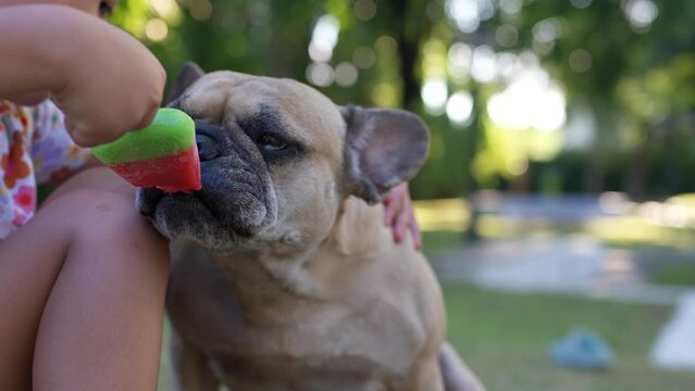 Child feeding dog an popsicle in the park on sunny summer day.