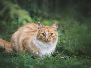 Naklejka na ściany i meble Cute yellow cat walking in a meadow in green grass against the background of trees. Closeup, outdoor. Day light. Concept of care, education, obedience training and raising pets