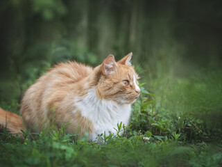 Naklejka na ściany i meble Cute yellow cat walking in a meadow in green grass against the background of trees. Closeup, outdoor. Day light. Concept of care, education, obedience training and raising pets
