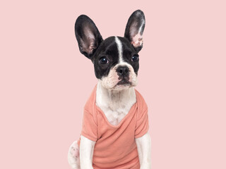 Cute puppy sitting on the table. Studio shot. Isolated background. Clear, sunny day. Close-up, indoors. Day light. Concept of care, education, obedience training and raising pets