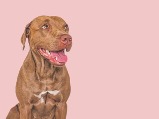 Cute brown dog. Isolated background. Close-up, indoors. Studio photo. Day light. Concept of care, education, obedience training and raising pets