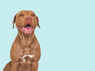 Fototapeta premium Cute brown dog. Isolated background. Close-up, indoors. Studio photo. Day light. Concept of care, education, obedience training and raising pets