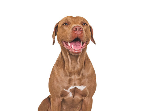 Cute brown dog. Isolated background. Close-up, indoors. Studio photo. Day light. Concept of care, education, obedience training and raising pets