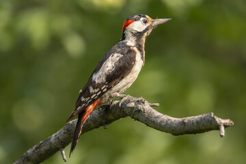 Syrian woodpecker - Picus syriacus perched at green background. Photo from Kisújszállás in Hungary. 