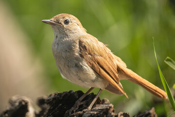Common nightingale, rufous nightingale or nightingale - Luscinia megarhynchos at green background. Photo from Kisújszállás in Hungary.