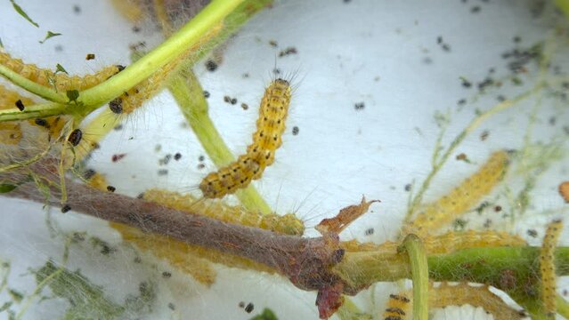 Weaving trees with cobwebs by larvae. Caterpillars of American white butterfly (Hyphantria cunea), moth fall webworm quarantine pest on leaves