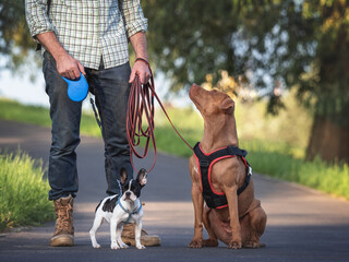 Charming dog, pretty little puppy and attractive man walking in the park against the backdrop of trees on a clear, sunny day. Closeup, outdoor. Day light. Concept of care, training and raising pets