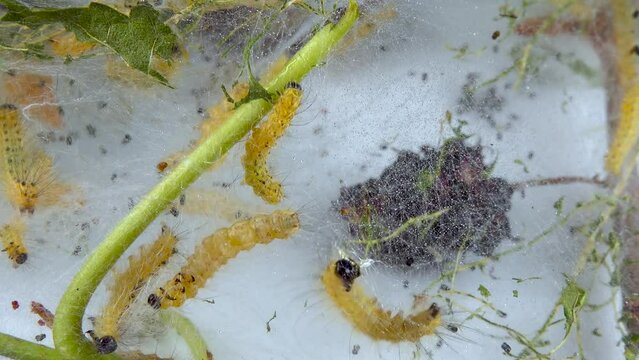Weaving trees with cobwebs by larvae. Caterpillars of American white butterfly (Hyphantria cunea), moth fall webworm quarantine pest on leaves