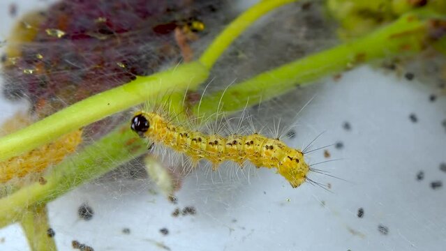 Weaving trees with cobwebs by larvae. Caterpillars of American white butterfly (Hyphantria cunea), moth fall webworm quarantine pest on leaves