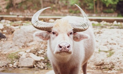 portrait of a cow
portrait of a buffalo
white buffalo