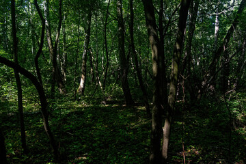 A sunny day in a dense forest in summer