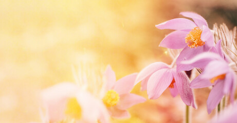 Fototapeta na wymiar Beautiful Wild Spring Flowers in sunlight sunbeam flare. Flowering Blooming Plant. spring concept copy space panorama