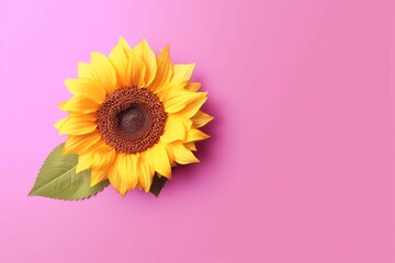 Frame made of beautiful sunflower on soft magenta background