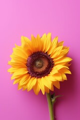 Frame made of beautiful sunflower on soft magenta background