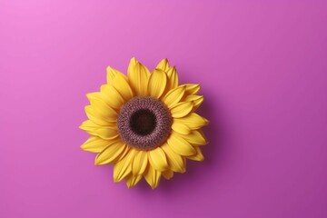 Frame made of beautiful sunflower on soft magenta background