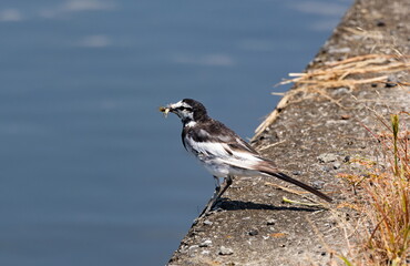 ハクセキレイ 獲物をゲット