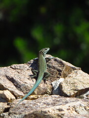 Lizard on rock in Corsica