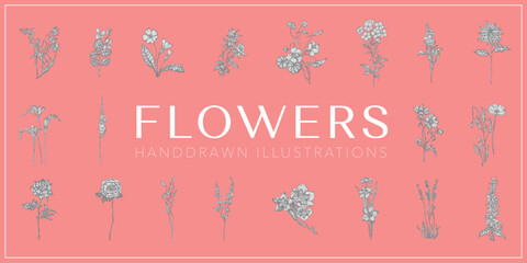 Flowers handdrawn illustrations set, Flowers collection