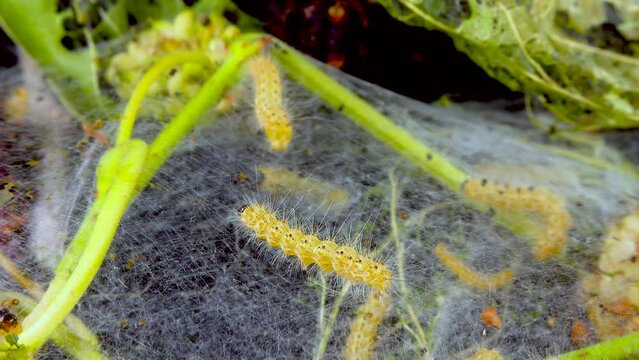 Weaving trees with cobwebs by larvae. Caterpillars of American white butterfly (Hyphantria cunea), moth fall webworm quarantine pest on leaves