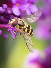 Common banded hoverfly (Syrphus ribesli), UK