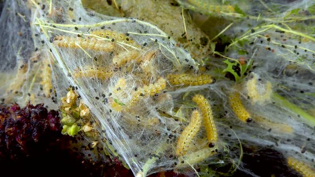 Weaving trees with cobwebs by larvae. Caterpillars of American white butterfly (Hyphantria cunea), moth fall webworm quarantine pest on leaves