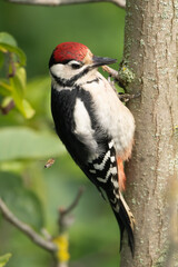 Great spotted woodpecker - Dendrocopos major on tree  with green background. Photo from Ognyanovo in Dobruja, Bulgaria.