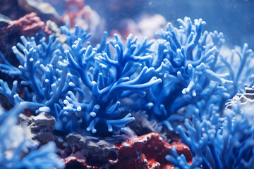 Naklejka na ściany i meble photo of blue coral captures in the water