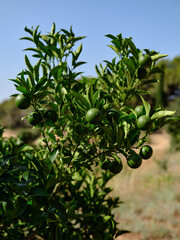 fresh green oranges on tree