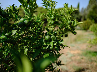 fresh green oranges on tree