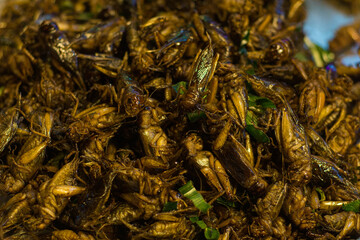 Patunga grasshopper fried alternative protein sell in night market