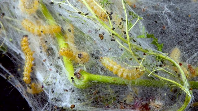 Weaving trees with cobwebs by larvae. Caterpillars of American white butterfly (Hyphantria cunea), moth fall webworm quarantine pest on leaves