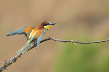 Colorful spread wings of European bee-eater - Merops apiaster landing on perch at light brown background. Photo from Ogyanovo in Dobruja, Bulgaria.