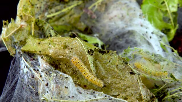 Weaving trees with cobwebs by larvae. Caterpillars of American white butterfly (Hyphantria cunea), moth fall webworm quarantine pest on leaves