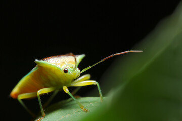 Esakimonkitsunokaemmushi(Sastragala esakii) on tue leaf (Wildlife insect closeup macro photograph) 
