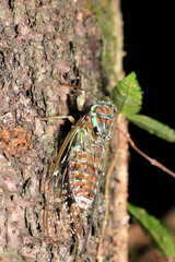 雑木林の幹にとまるヒグラシ蝉（マクロレンズ使用・ストロボ＋自然光・接写写真）
