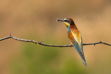 European bee-eater - Merops apiaster perched with insect in beak at light brown background. Photo from Ognyanovo in Dobruja, Bulgaria. Copy space left.